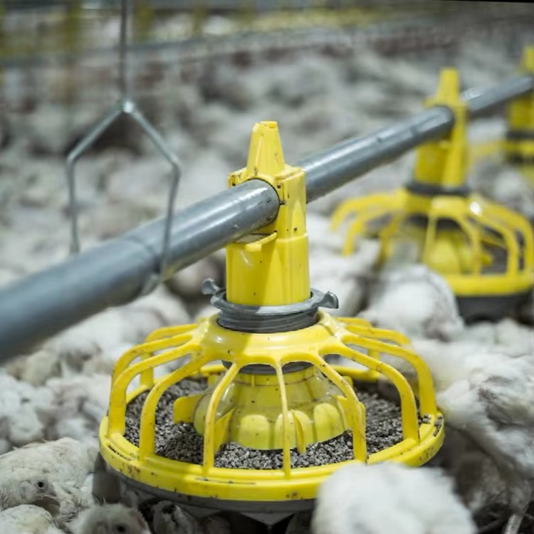 Chicken and poultry agricultur - Farming Equipment For Agriculture recension och pris